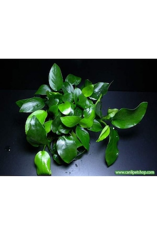 Anubias Barteri Var. Nana 1 Ad 4-5 Yaprak