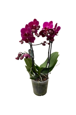 Phalaenopsis 'Morelia' (Fuşya Orkide) Ø12 CM Y45-50 CM