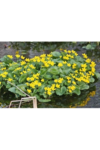 Özel Bodur Yellow Beauty Kadife Çiçeği Tohumu 20 Tohum