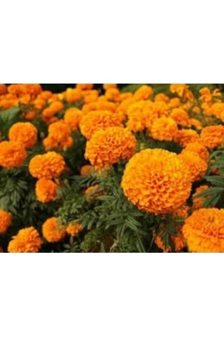 Top Kadife Çiçeği 15 Adet Tohum