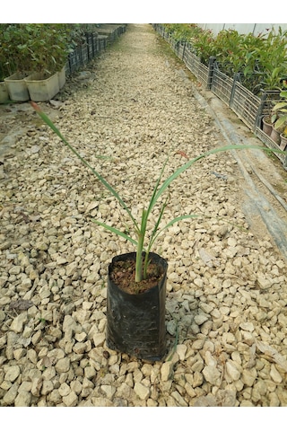 Lemon Grass Fidesi 2 Adet