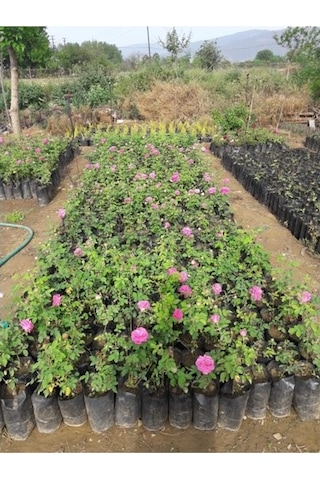 Pembe Reçellik Kokulu Gerçek Isparta Gülü Fidanı 10-20 Cm