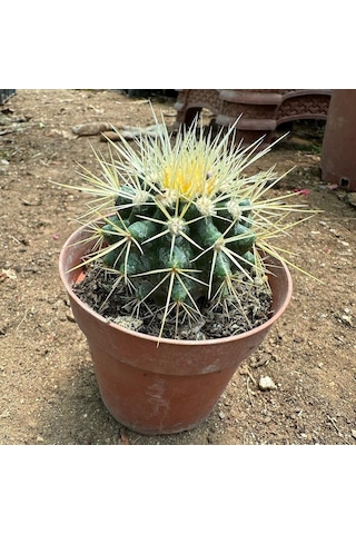 Echinocactus Grusonii - Altın Fıçı Kaktüsü 8 Lik Saksıda 1
