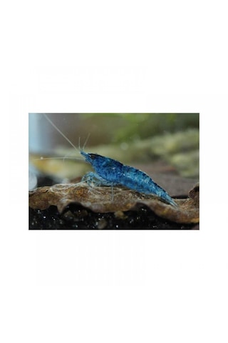 Mavi Melek Karides 5 Adet 1-1,5cm