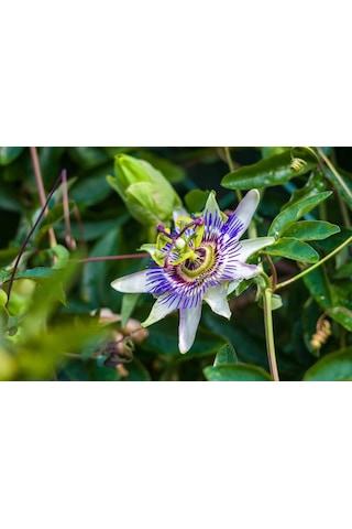 Passiflora Çiçeği Tohumu 5+ Tohum Çarkıfelek Çiçeği Tohumları Saksı Ve Bahçe Yetiştiriciliğine Uygu Diğer