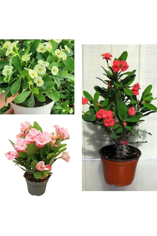 Beyaz Pembe Kırmızı 3 Adet Milli Dikenler Tacı Çiçeği Fidesi 15-30cm Saksılı Euphorbia