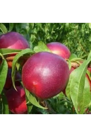 Tüplü Aşılı Yarı Bodur Bing Bang Nektarin Fidanı