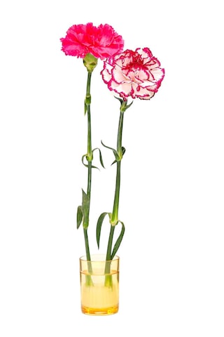 Flora Design-minimal Amber Cam Vazo Amber