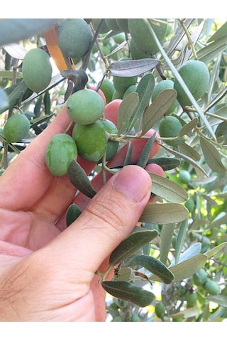Videolu Gemlik Zeytin Fidanı 90 110 Cm Tüplü 4 Adet Zeytin Fidesi Olive Seedling