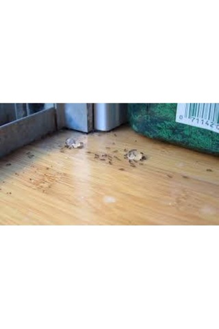 Bayer Habitro Karınca Il Yemi 80 Gr
