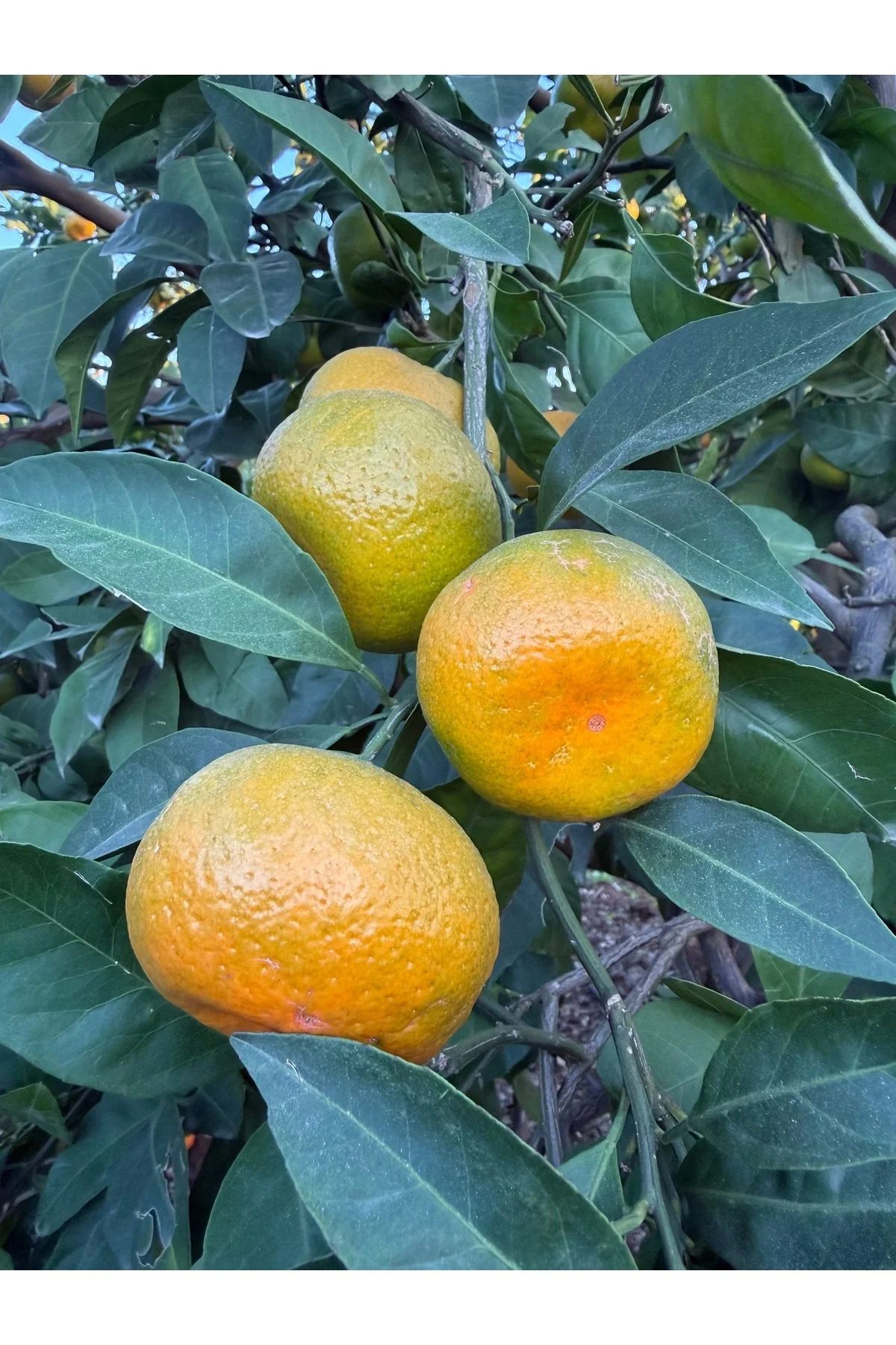Mandalina 5kg Dalından Günlük Kesim