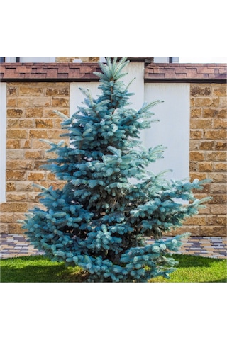 Mavi Ladin Picea Pungens Glauca 40 -60 Cm
