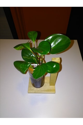 Topraksız Bitki ve Çiçek için Tekli Uzun Ahşap Ayaklı Cam Vazo