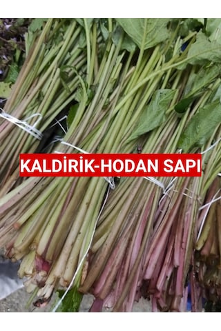 Kaldirik Hoda Ispıt Otu Sapı 500 G