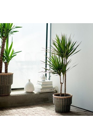 Ikea Dracaena Margınata Canlı Bitki, Yeşil, 19 Cm, 2 Dal Dragon Ağacı