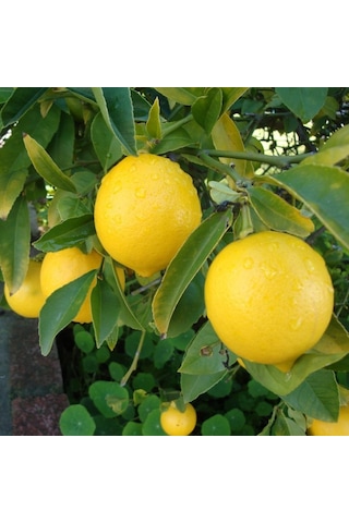 Tüplü Aşılı Bol Sulu Verimli Mayer Limon Fidanı