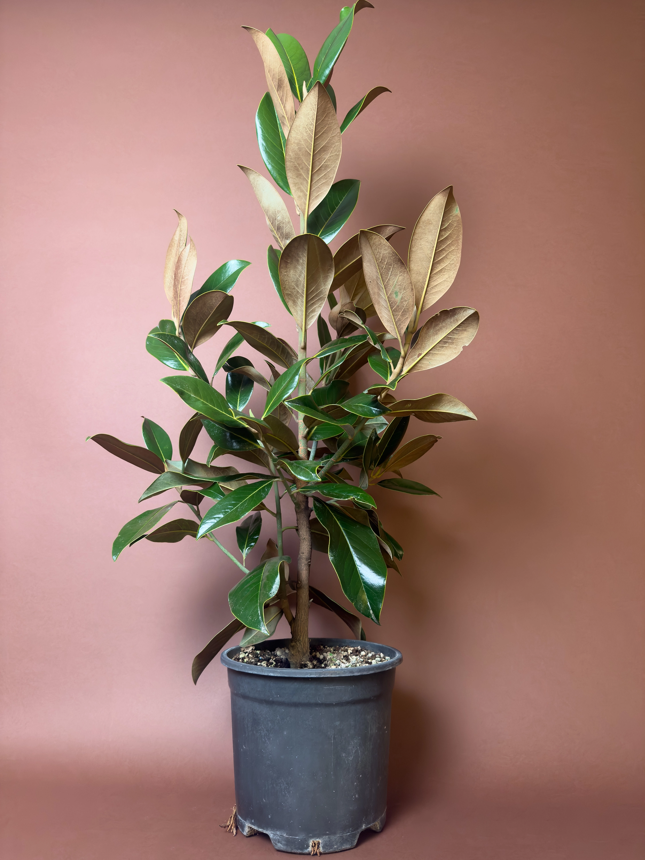 Manolya Magnolia Grandiflora 100 Cm Parlak Yapraklı Form