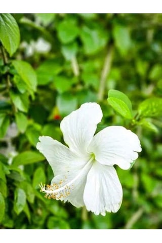 1 Adet Beyaz Japon Gülü Çiçeği Fidanı 20-40 Cm Tüplü Çiçekli Bodur Bitki Whıte Japanese Rose