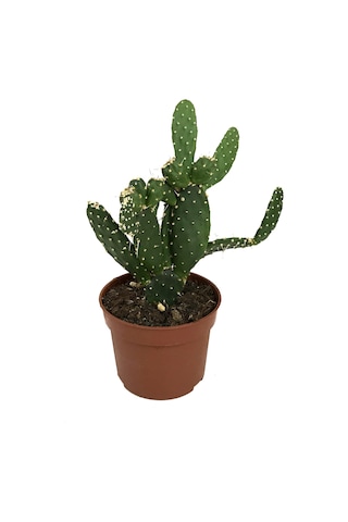 Opuntia Bergeriana (Kaktüs) Ø10,5 CM Y20-25 CM