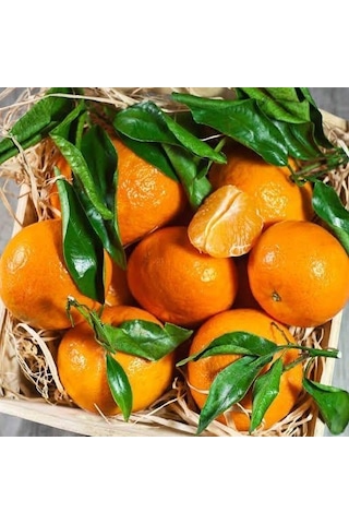 Klemantin Kokulu Çekirdeksiz Mandalina Fidanı. Torbada