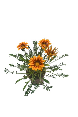 Gazanya Çiçeği/ Gazania Rigens Saksılı 30-50cm 2 Adet Çiçeksiz