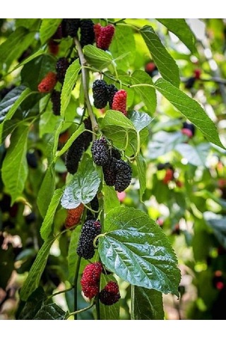 Aşılı Ters Kara Dut Fidanı