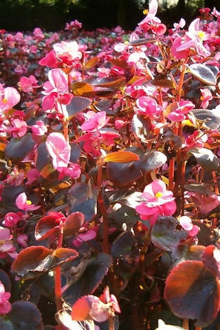 Pembe Begonya X 45 Ad