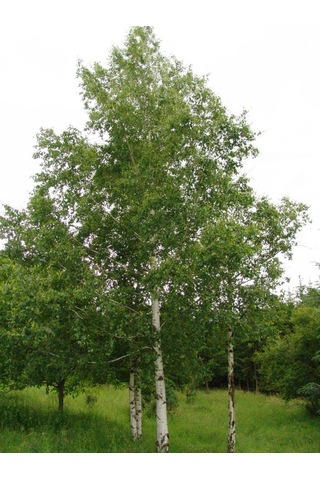 Huş Ağacı Fidanı Betula Pendula - Estetik Peyzaj Ağacı