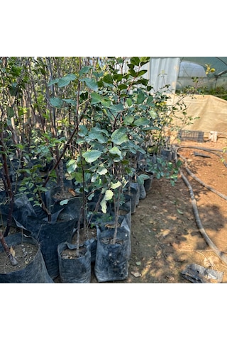 Tüm Bölgelere Uyumlu Keçi Boynuzu Mikro Aşılı Harnup Fidanı