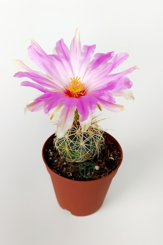 Thelocactus Bicolor Özel Tür Kaktüs 5.5 Cm Saksıda