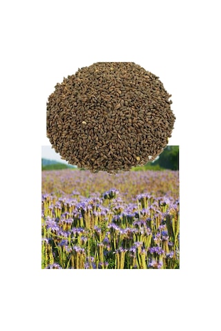 Avrasya Arıcılık Arı Otu Tohumu Faselya 100 Gr