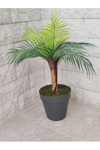 Tek Gövde Lüks Palmiye Sıkas Ağacı Kabuklu 80 Cm