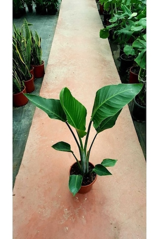 Starliçe Cennet Kuşu Strelitzia Nicolai Orta Boy 30-60 Cm