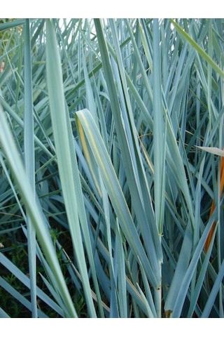 Leymus Arenarius Blue Kum Ve Deniz Otu Fidanı 1-2 Yaş Arası