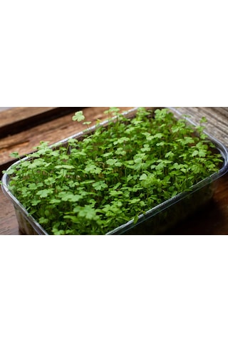 Maydanoz Mikro Yeşillik Tohumu D'giant İtaliana Çeşidi, 15 Gram