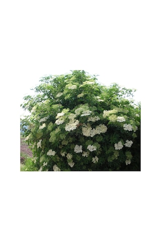 Mürver Fidanı - Patlangıç - Sambucus Nigra - Kara Mürver Fidanı 2Lt
