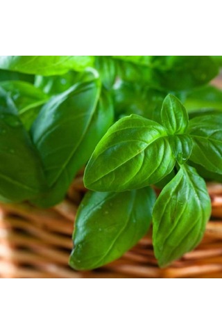 Bykurt Sunagri Yeşil Reyhan Tohumu - Aromatik, Sinek Kovucu, Tek Yıllık, Bahçe Ve Saksı İçin 100 Adet