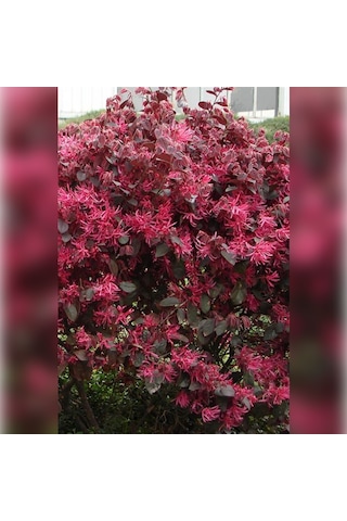 Loropetalum - Pembe Rüya Çiçeği 70-100 Cm Boyunda