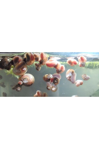 Maazam Ramshorn Salyangoz Planorbis Rubrum 5 Adet