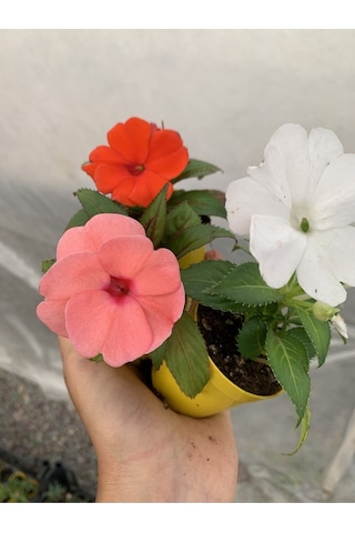Cam Güzeli Karışık Renk 2 Adet Mini 10-20 Cm Saksılı Çiçekli Bodur Bitkiler Echeveria