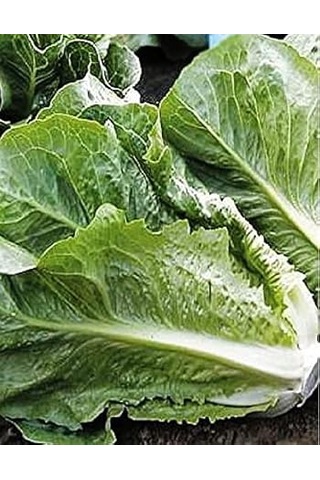 Agrodal Tarım Ata Tohumu Marul Yedıkule 1000 Adet Tohum