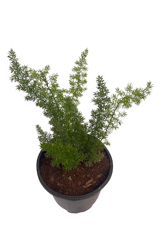 Tilki Kuyruğu /asparagus Densiflorus