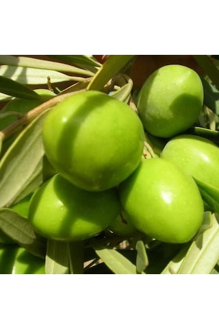 Koleksiyonluk Nadir Çeşit Soğuklara Dayanıklı Sofralık Butko Zeytin Fidanı