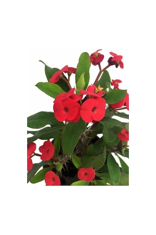 Videolu Kırmızı Milli Dikenler Tacı 1 Adet Saksılı 15-30 Cm Kaktüs Iç Mekan Bitkisi Euphorbia
