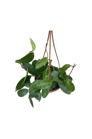 Mum Çiçeği Kokulu Hoya Carnosa N11.549