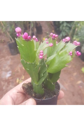 Yılbaşı Çiçeği zygocactus Saksıda