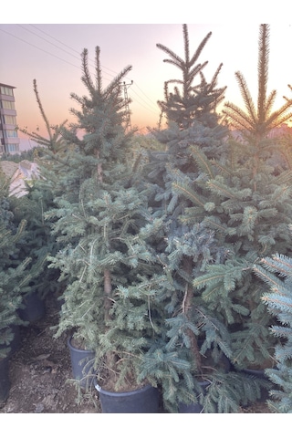 Mavi Ladin (Yılbaşı Çamı) Fidanı 160-200 CM
