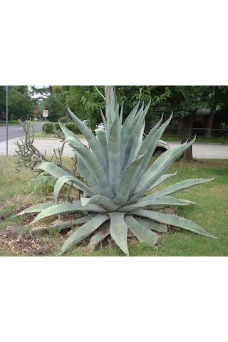 Fidan & Peyzaj - Sabır Ağacı Bitkisi (2 Yaş / Agave americana)