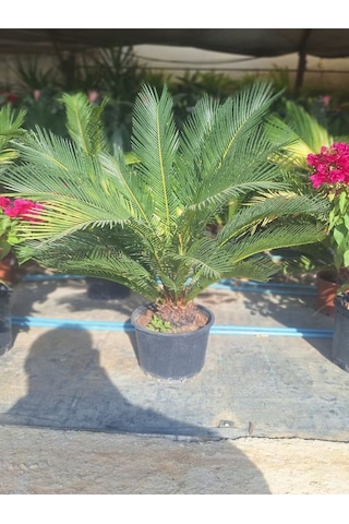 Japon Sago Palmiyesi Sikas 1 Adet Saksılı 55-80cm Cycas