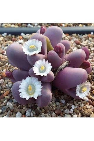 10 Adet Lithops Optica Rubra Succulent Tohumu